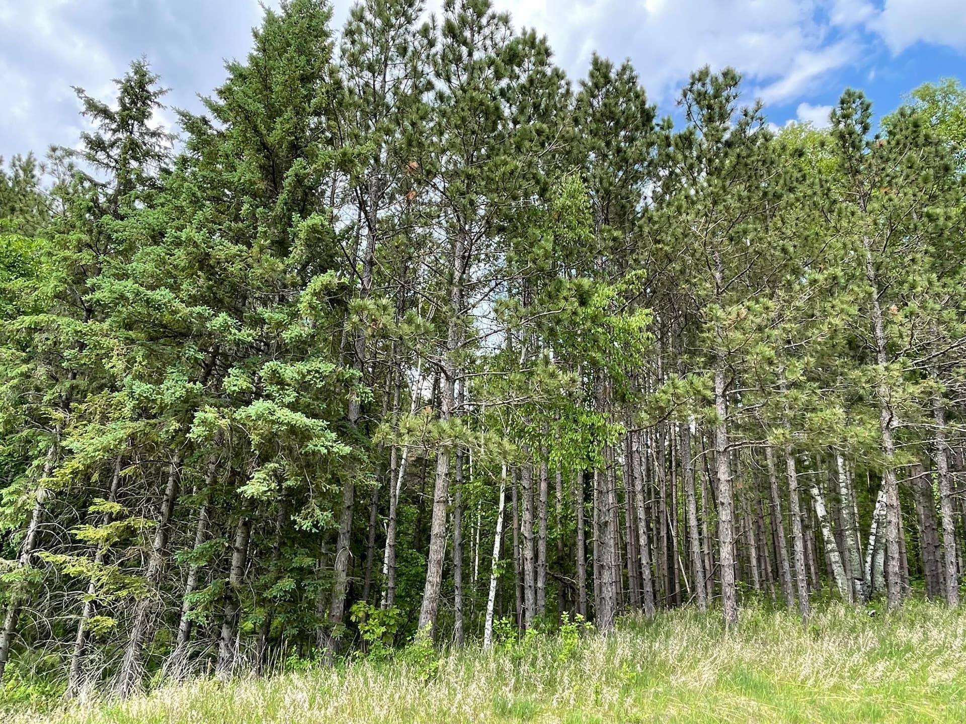 TBD N Plantangenet Road SE, Bemidji, MN 56601 4.jpg