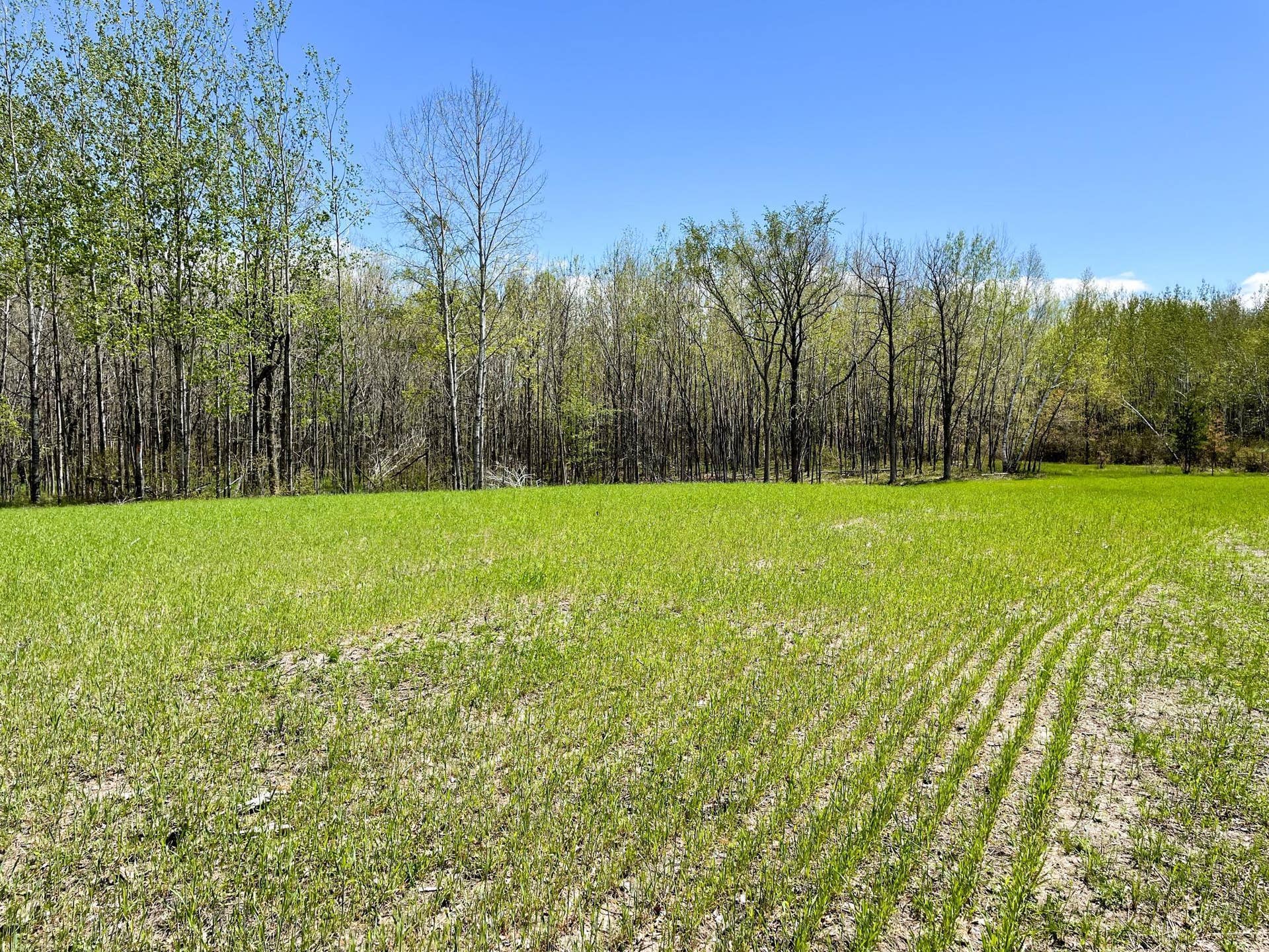 TBD 15th Street NW, Bemidji, MN 56601 IMG_2666.JPG