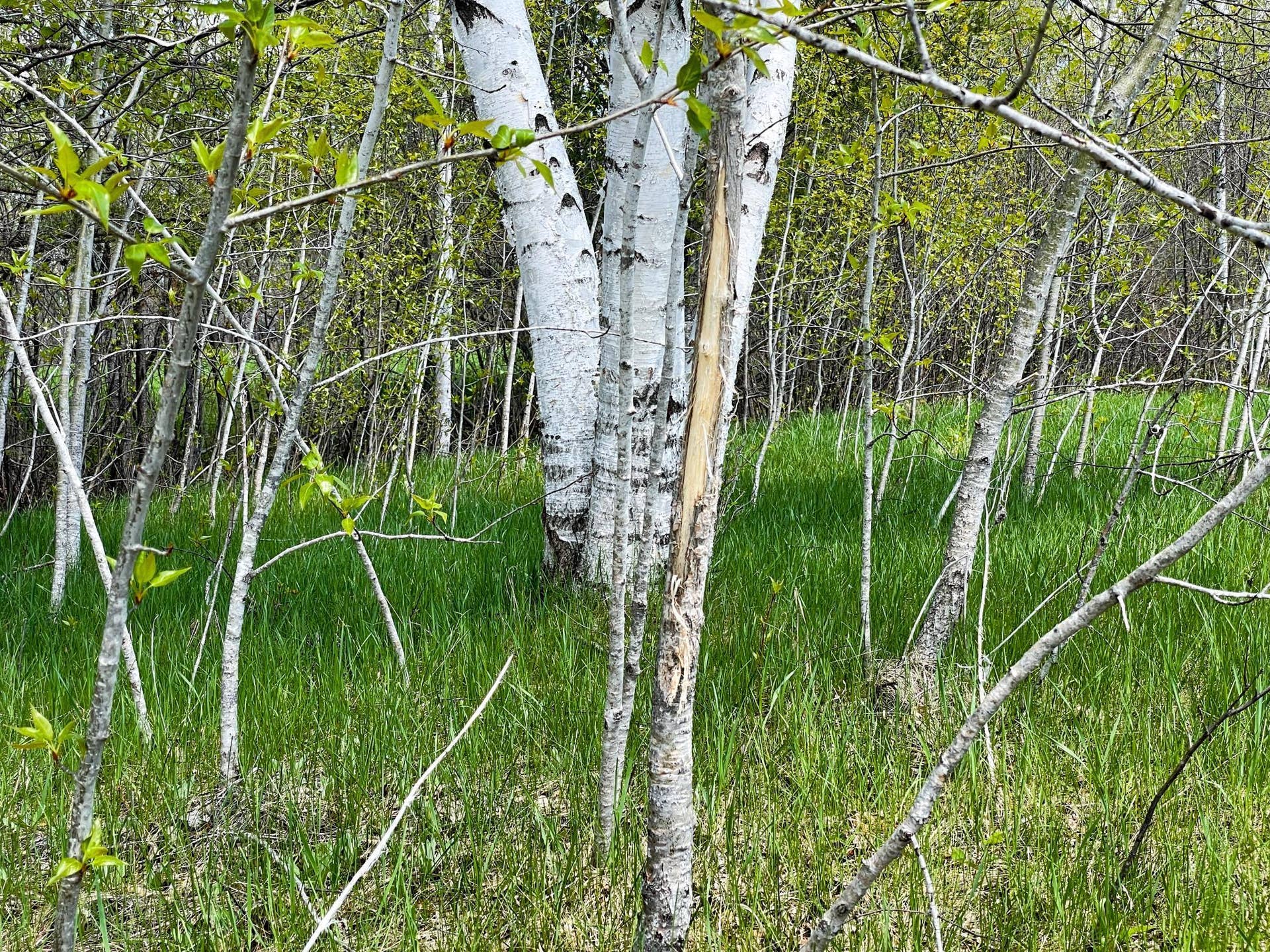 TBD 15th Street NW, Bemidji, MN 56601 3.JPG