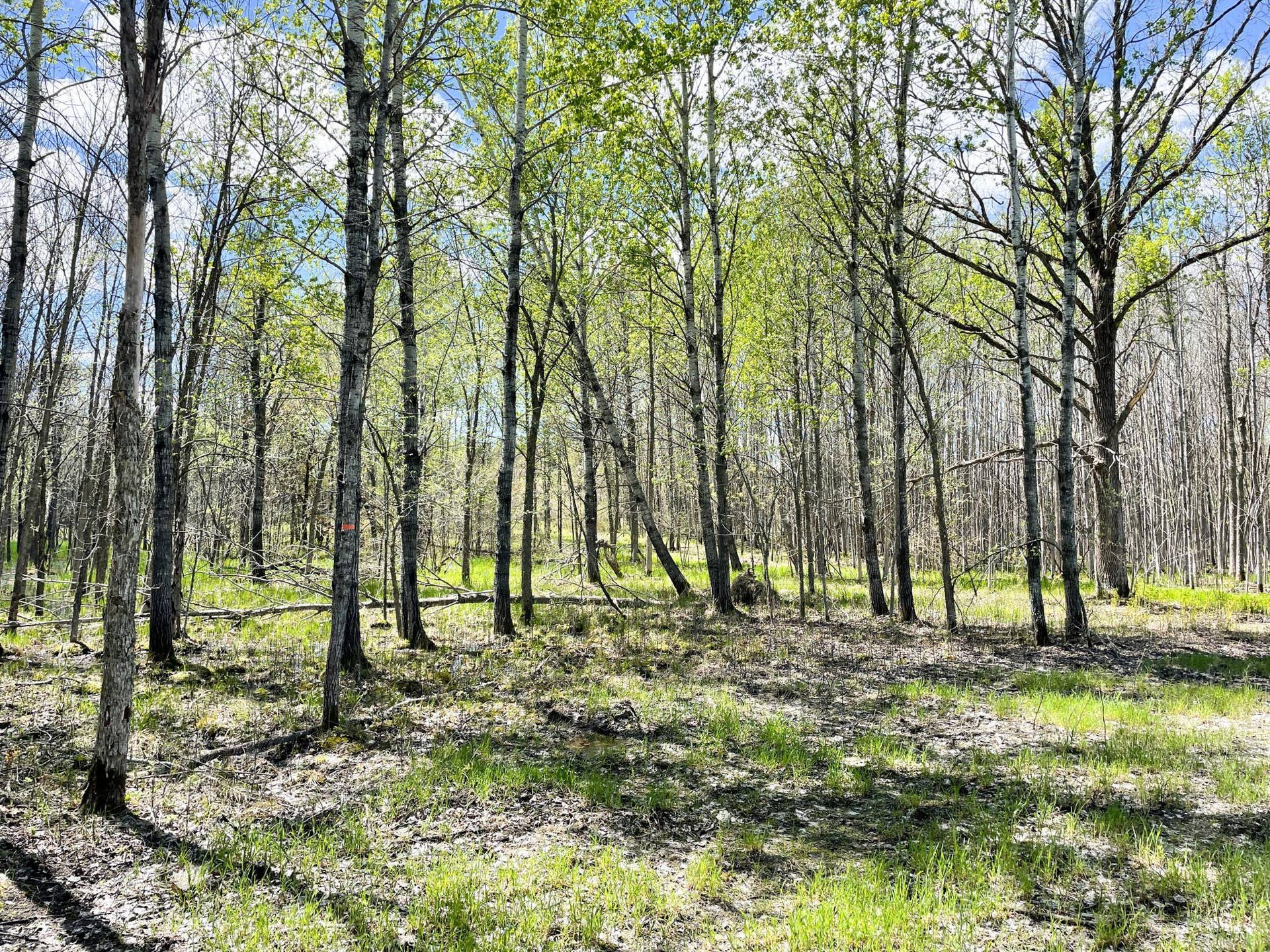 TBD 15th Street NW, Bemidji, MN 56601 IMG_2698.JPG