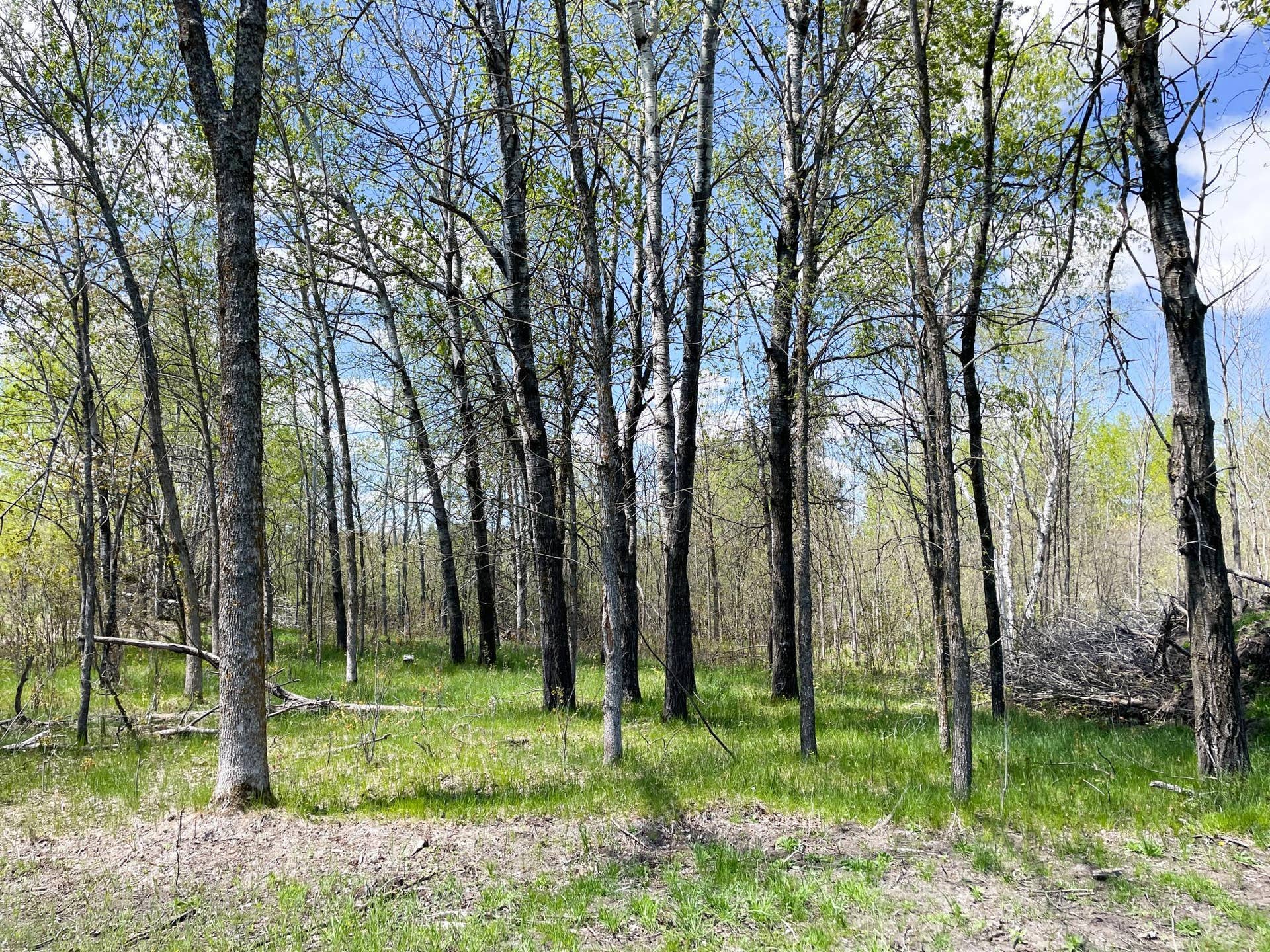 TBD 15th Street NW, Bemidji, MN 56601 IMG_2701.JPG