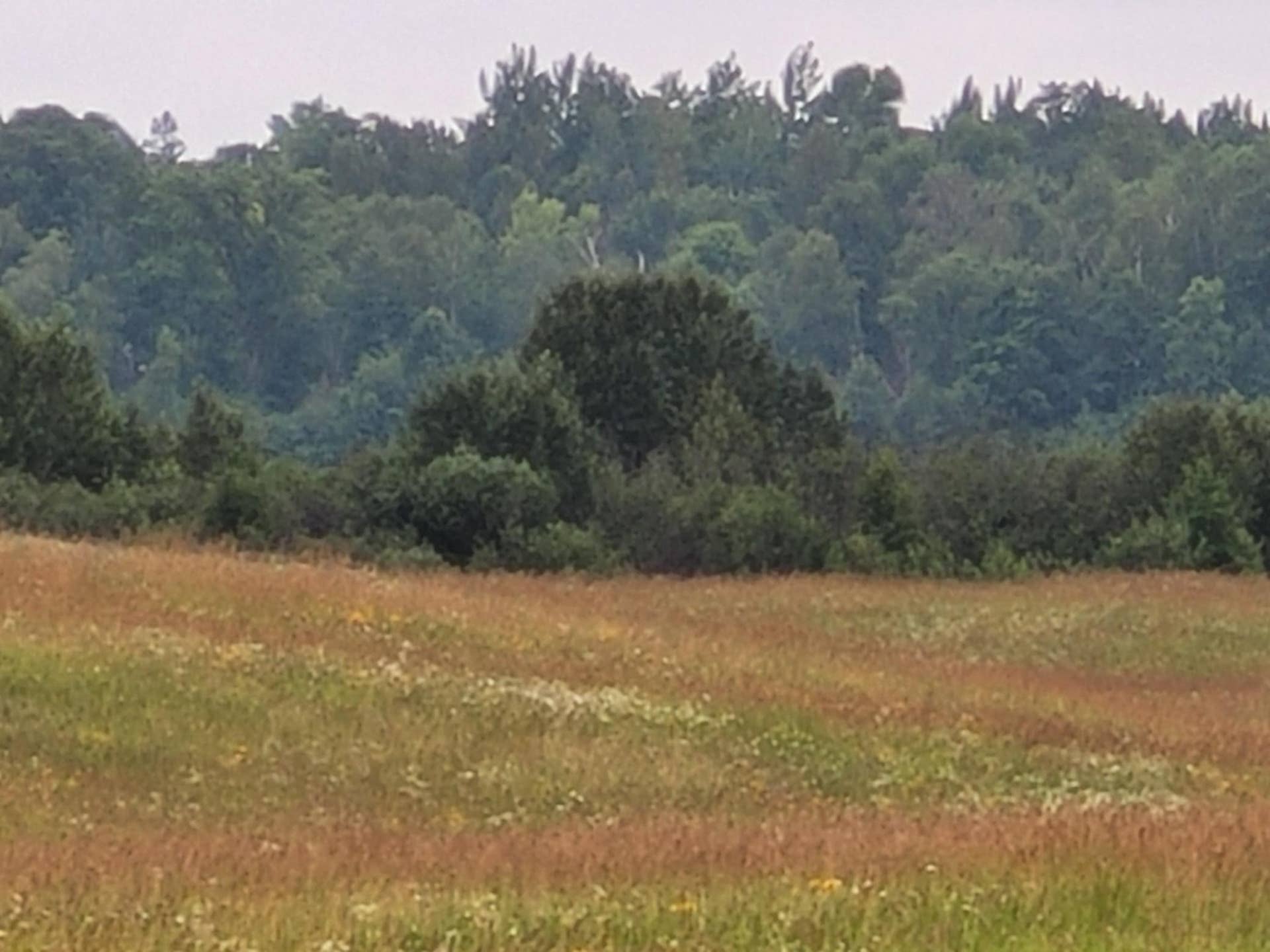 TBD Bakkum Road NE, Bemidji, MN 56601 20240723_090432.jpg