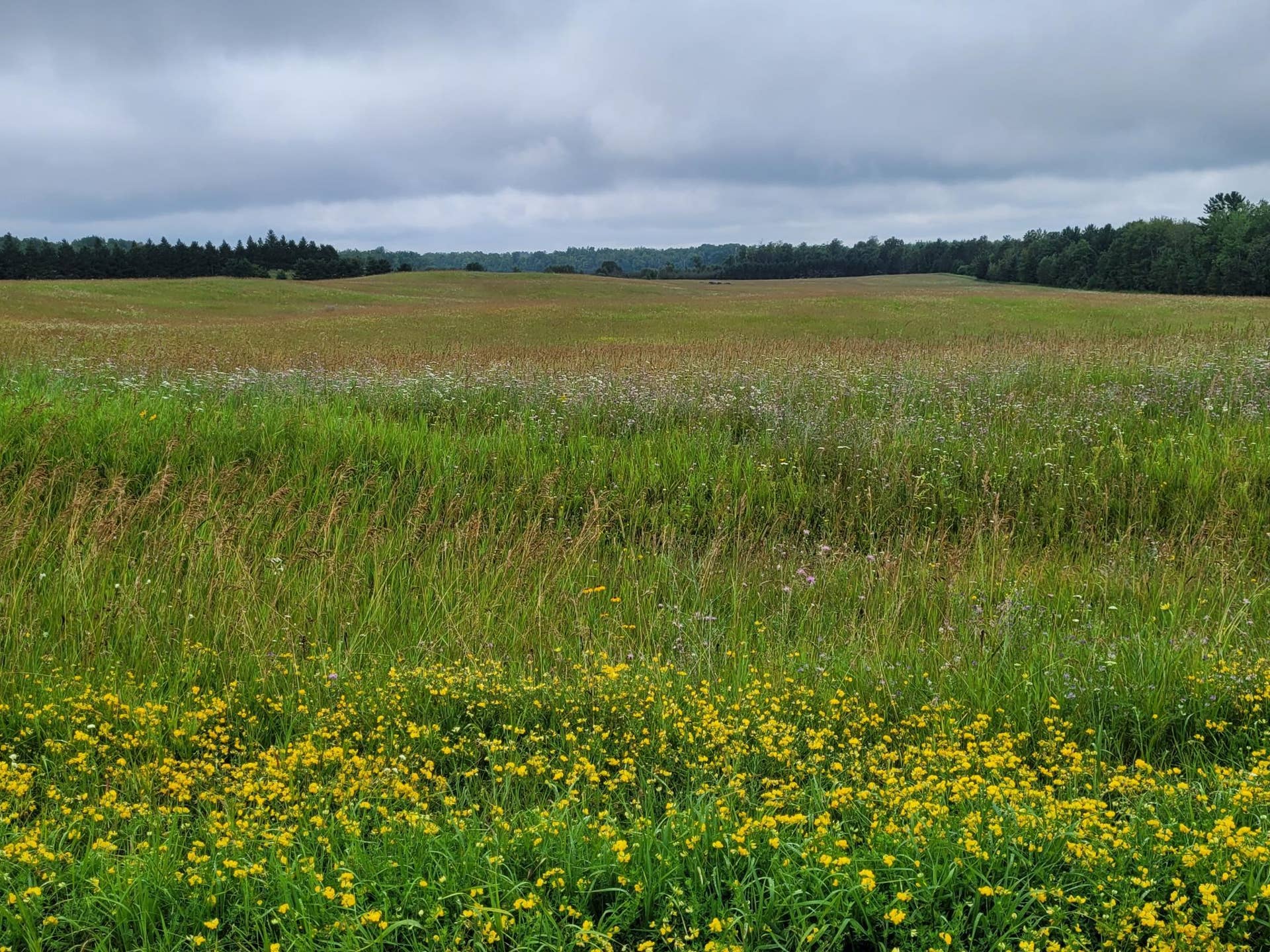 TBD Bakkum Road NE, Bemidji, MN 56601 20240723_090609.jpg