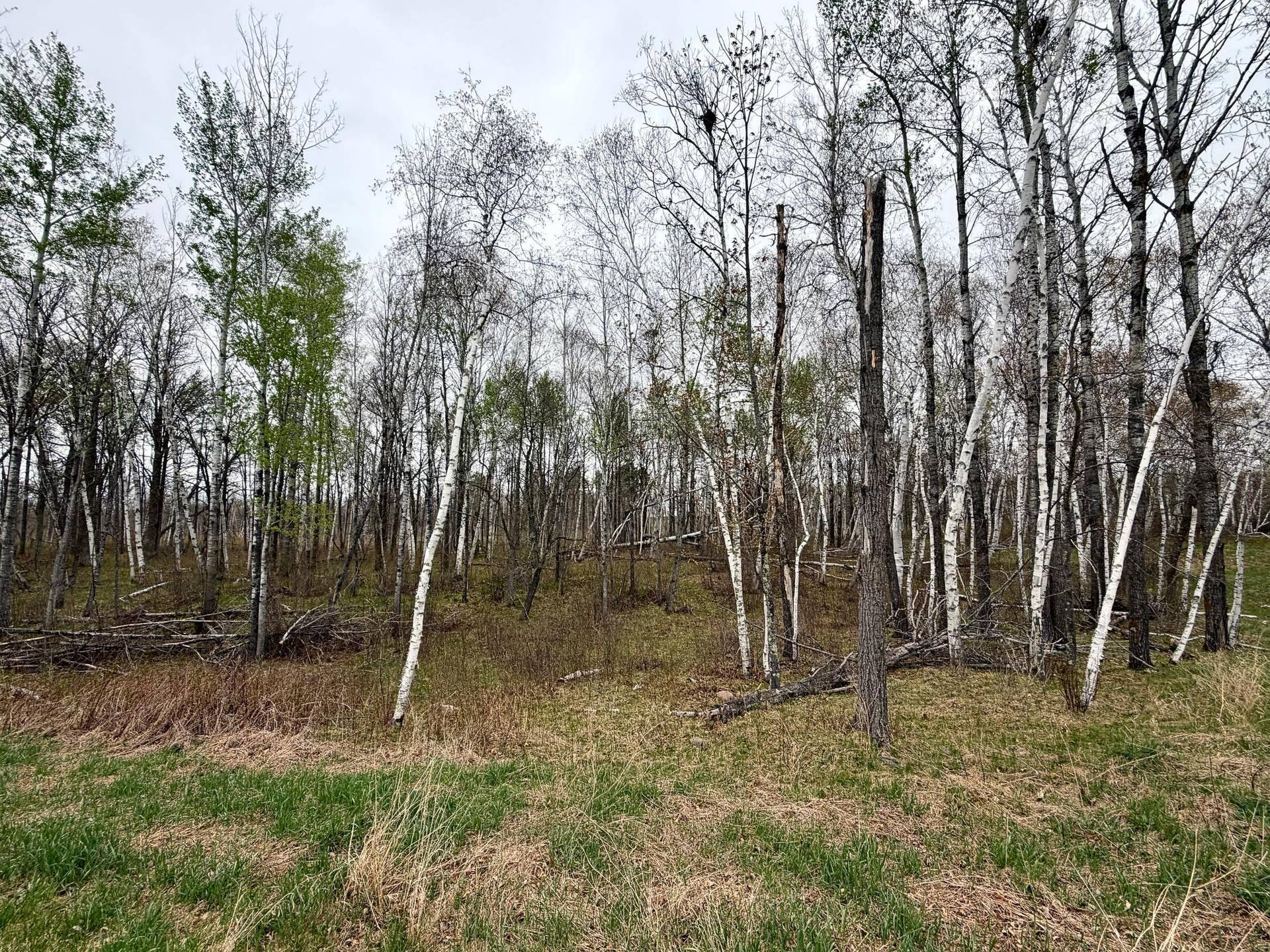 L17B1 Acorn Ridge Road NW, Bemidji, MN 56601 IMG_0818.jpeg