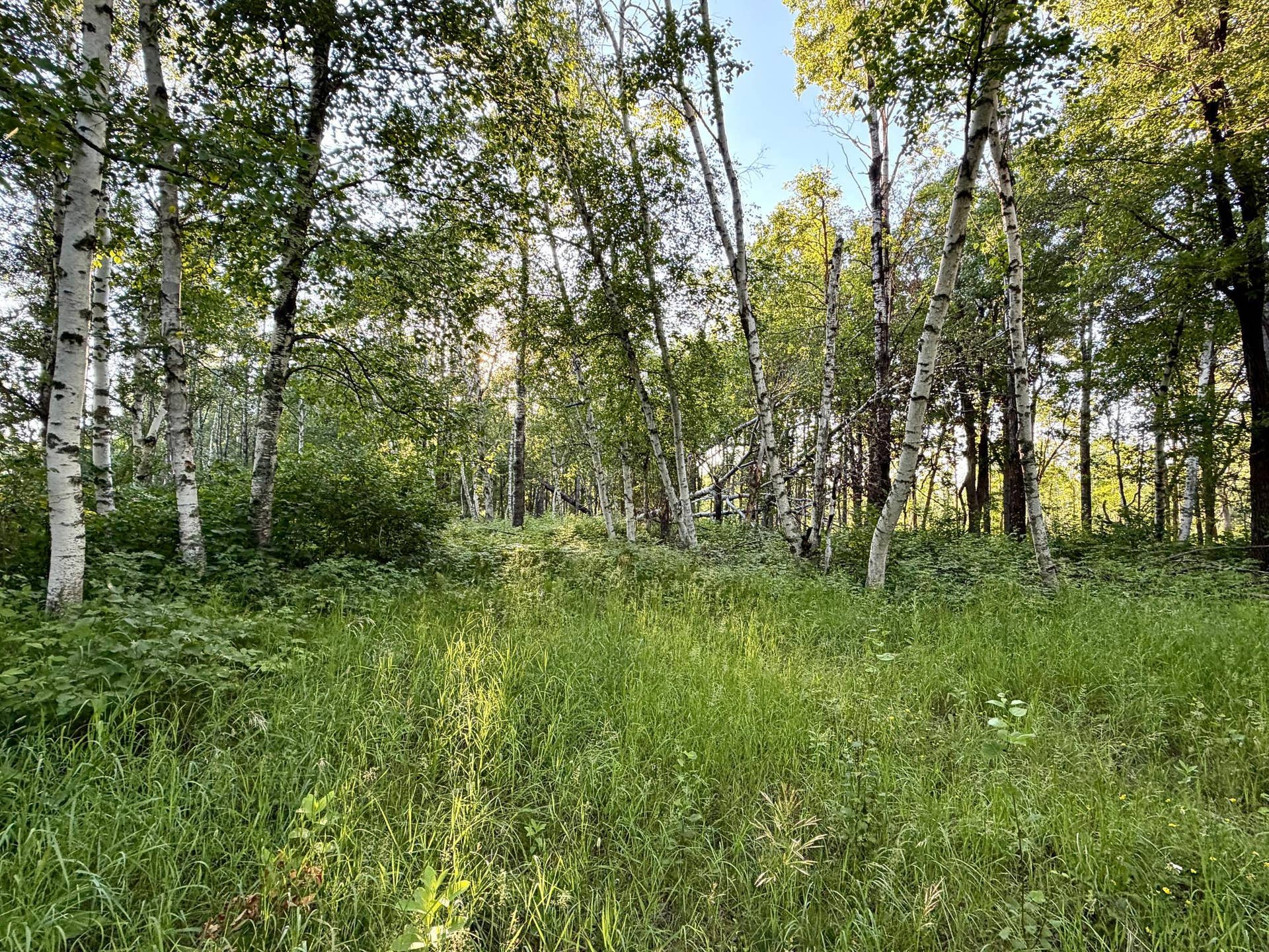 L17B1 Acorn Ridge Road NW, Bemidji, MN 56601 IMG_1342.JPG