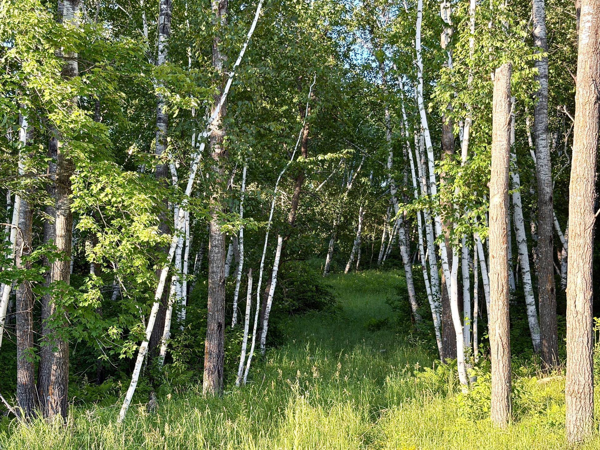 L17B1 Acorn Ridge Road NW, Bemidji, MN 56601 IMG_1335.JPG