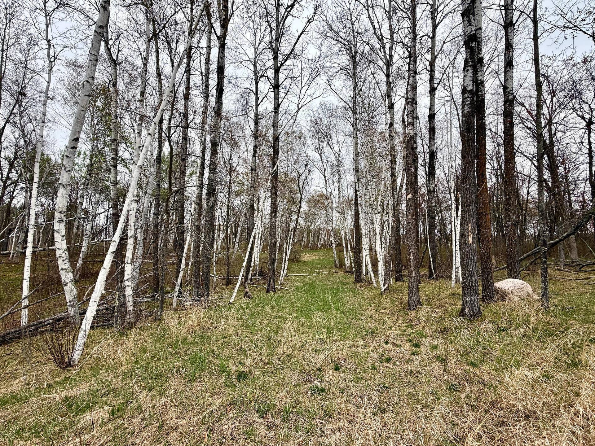 Wooded Building Lot.jpeg