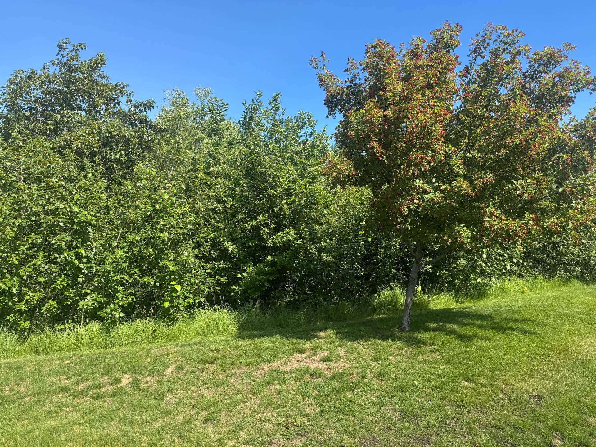 1300 Event Center Drive NE, #5, Bemidji, MN 56601 Back Yard