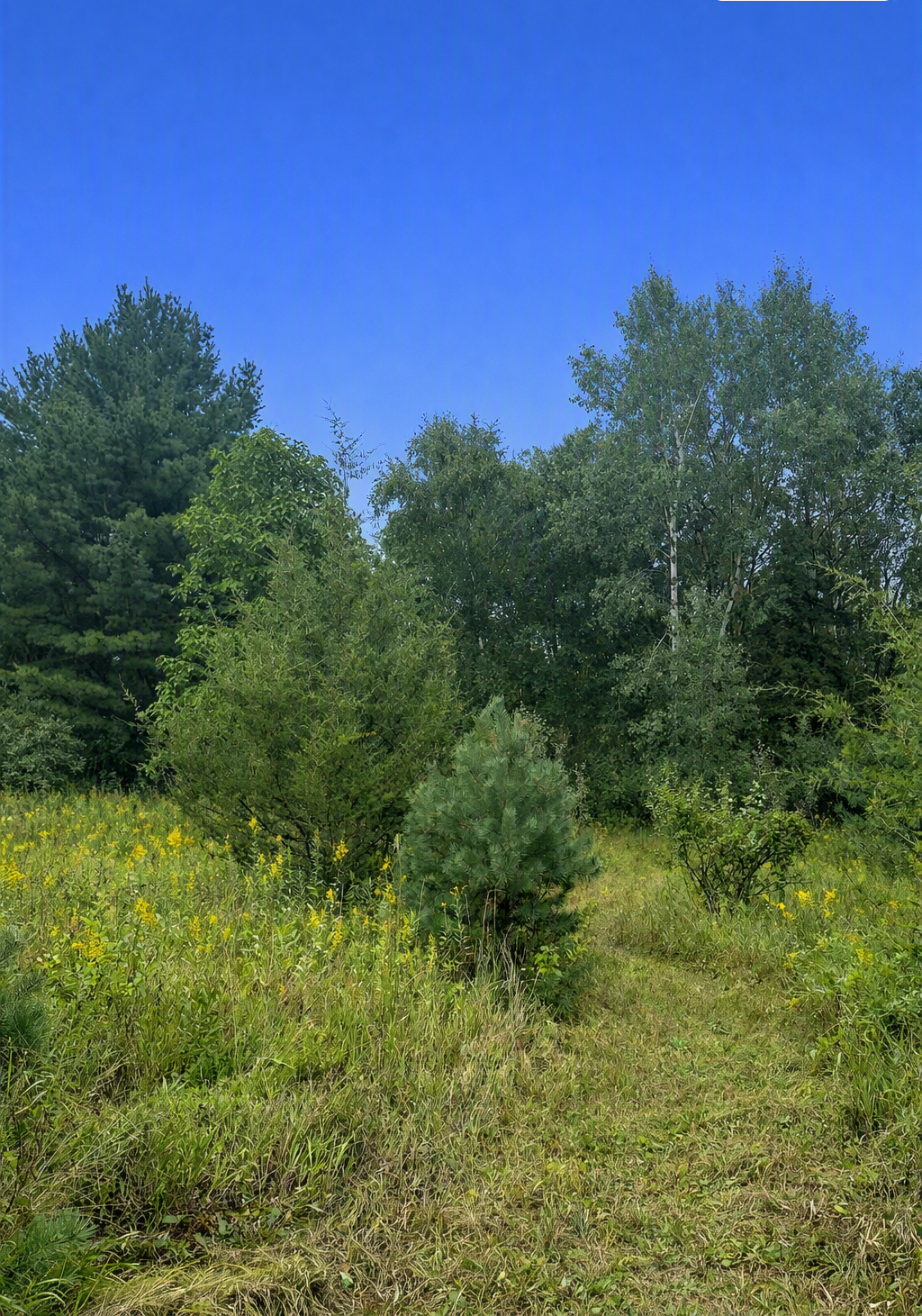 xxxx Jeffrey Boulevard, Grant, MN 55082