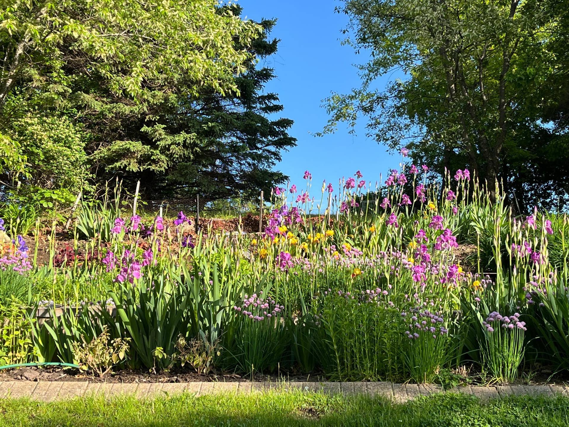 Different varieties blooming all summer