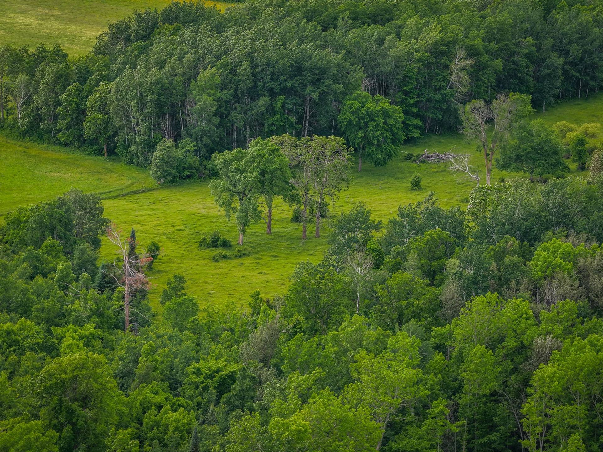 320th 320th, Shevlin, MN 56676 AW_ShevlinAcreage-