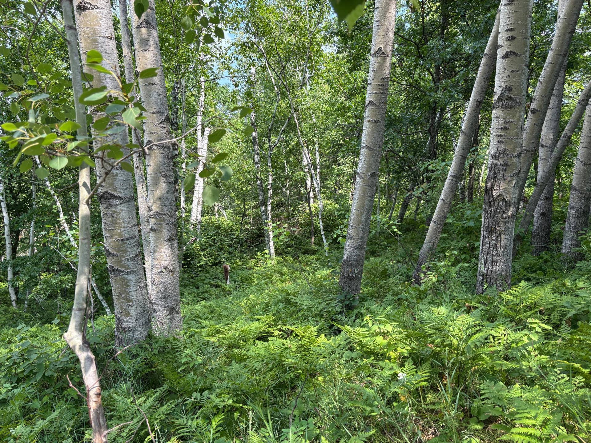TBD Woodland Hills Drive SE, Bemidji, MN 56601 20260728_172114791_iOS.jpg