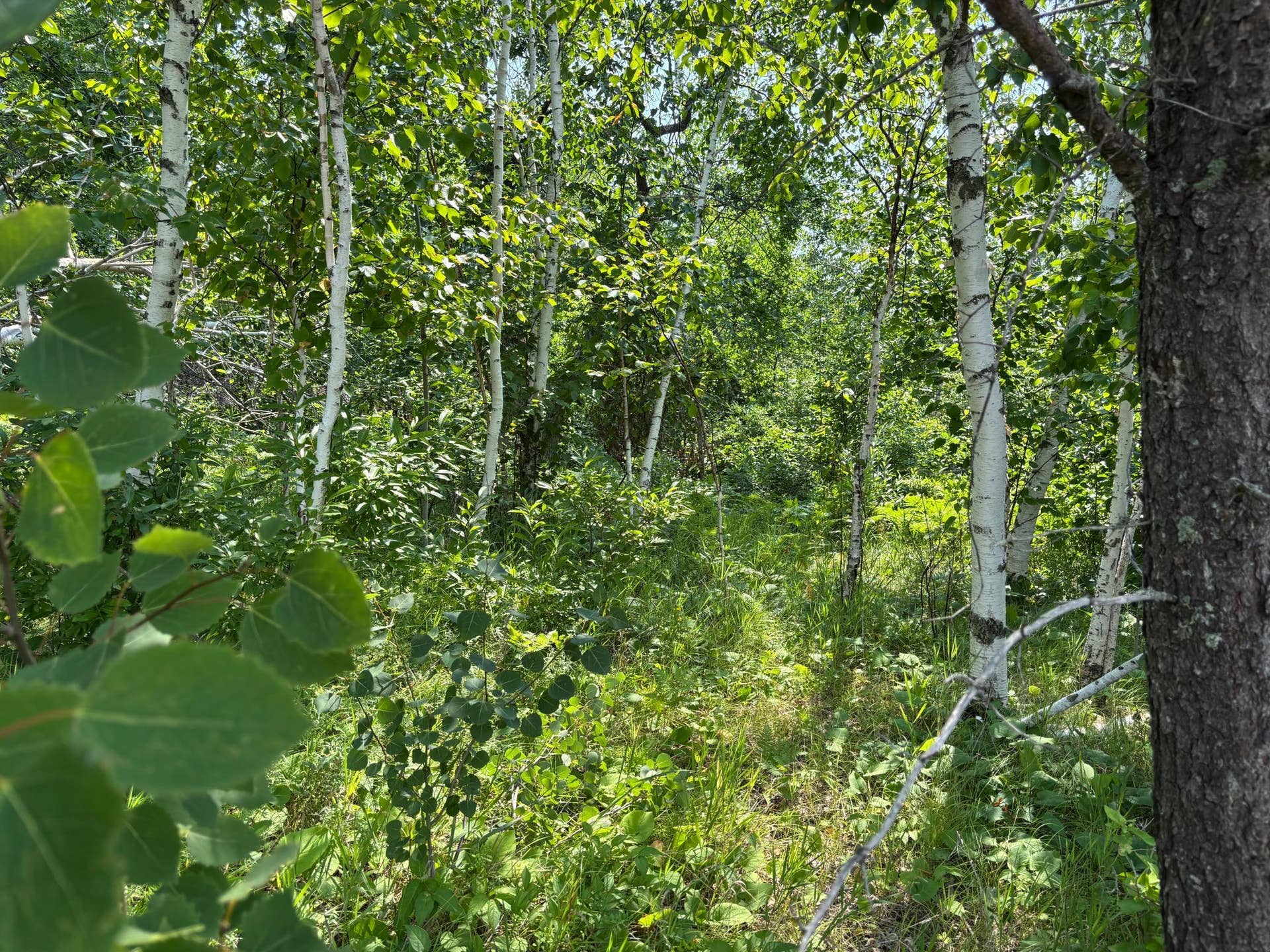 TBD Woodland Hills Drive SE, Bemidji, MN 56601 20260728_171342241_iOS.jpg
