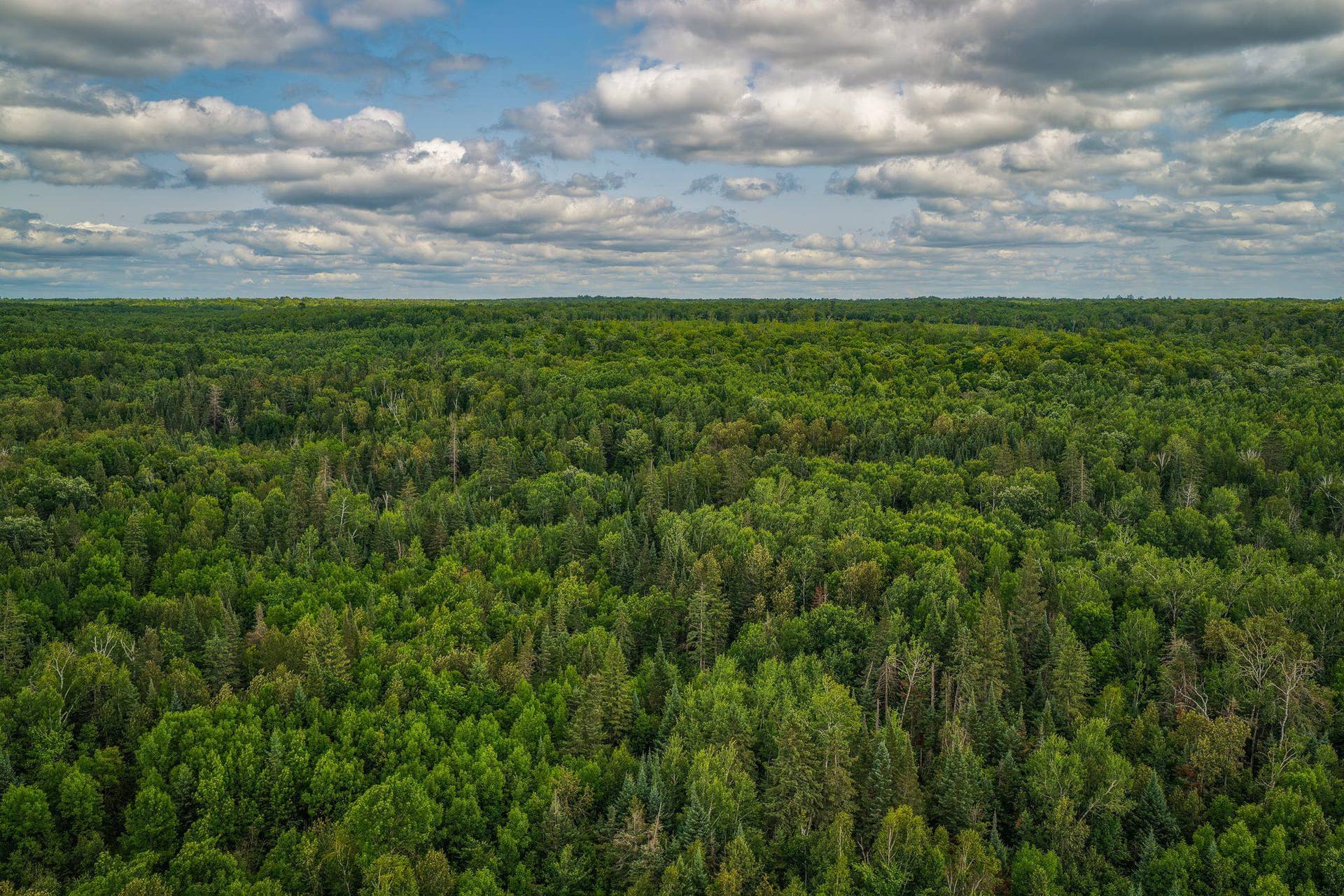 TBD 219th Avenue, Bemidji, MN 56601 oh the woods!!.jpg