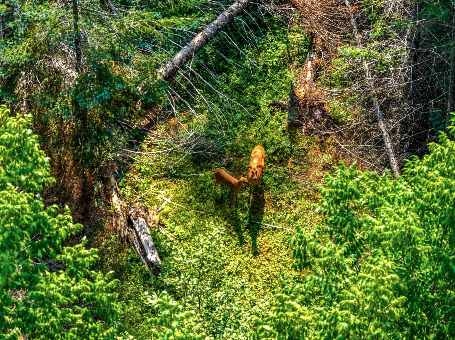 TBD Irvine Avenue, Bemidji, MN 56601 DJI_20260810111620_0051_D.jpg