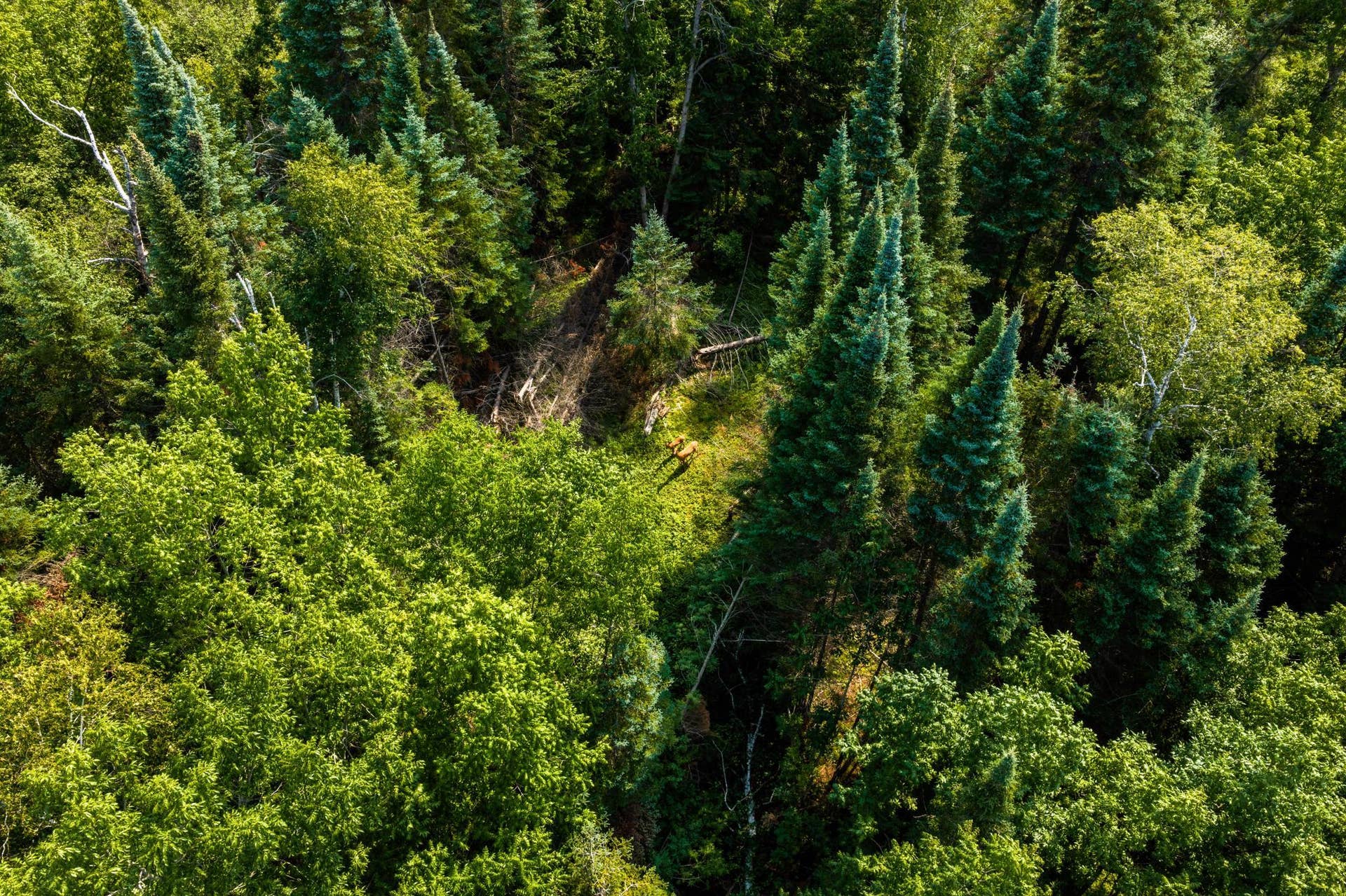 TBD Irvine Avenue, Bemidji, MN 56601 DJI_20260810111645_0055_D.jpg