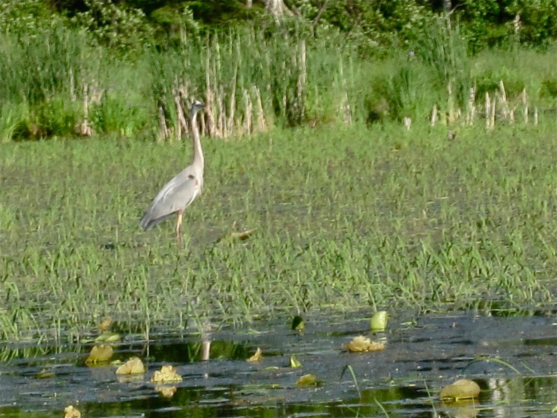 TBD Connelly Circle NE, Bemidji, MN 56601 IMG_0551.jpeg