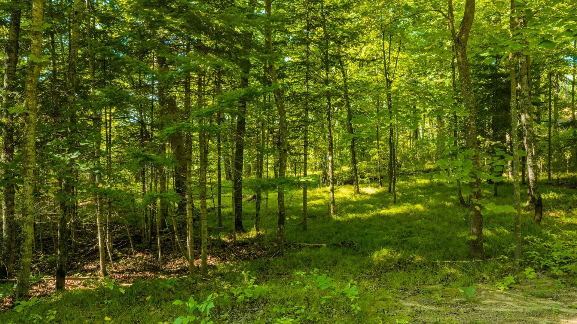 3216 Gryce Styne Road NE, Bemidji, MN 56601 DJI_20260825103822_0885_D-HDR.jpeg