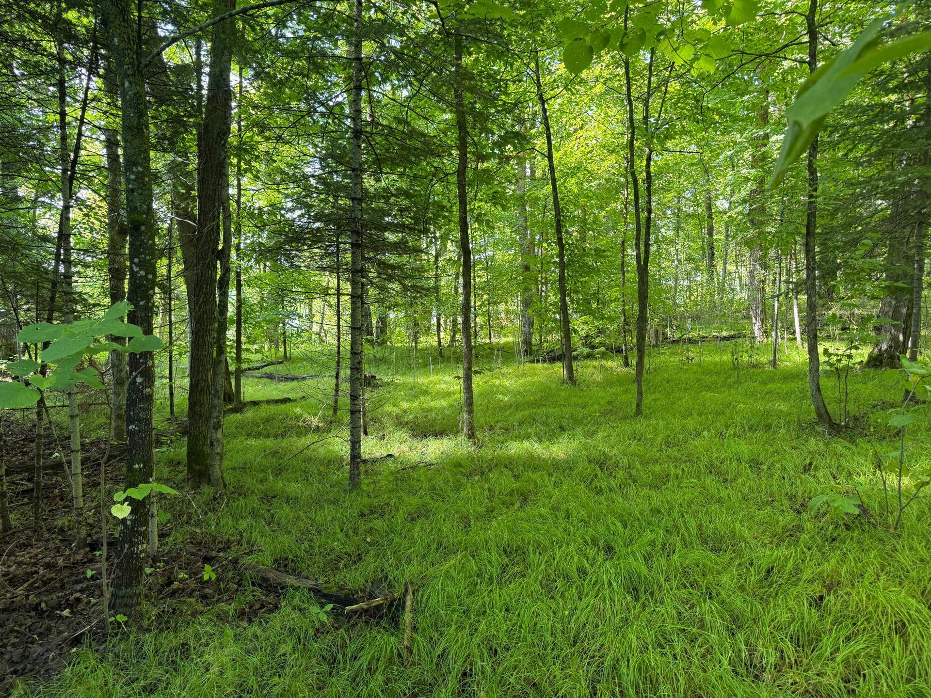 TBD NE Gryce Styne Road NE, Bemidji, MN 56601 IMG_7267.JPG