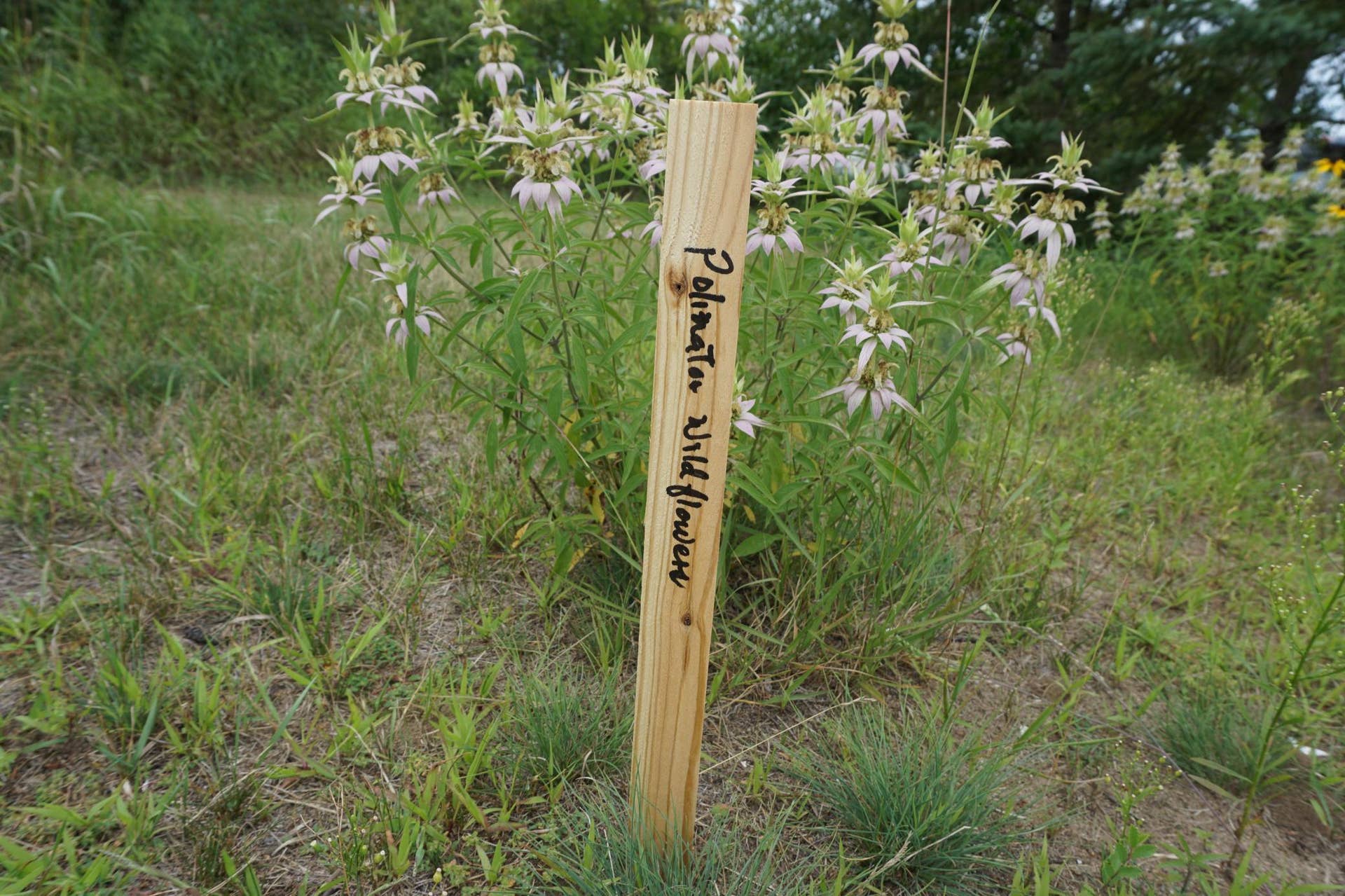 Pollinator Garden 2.JPG
