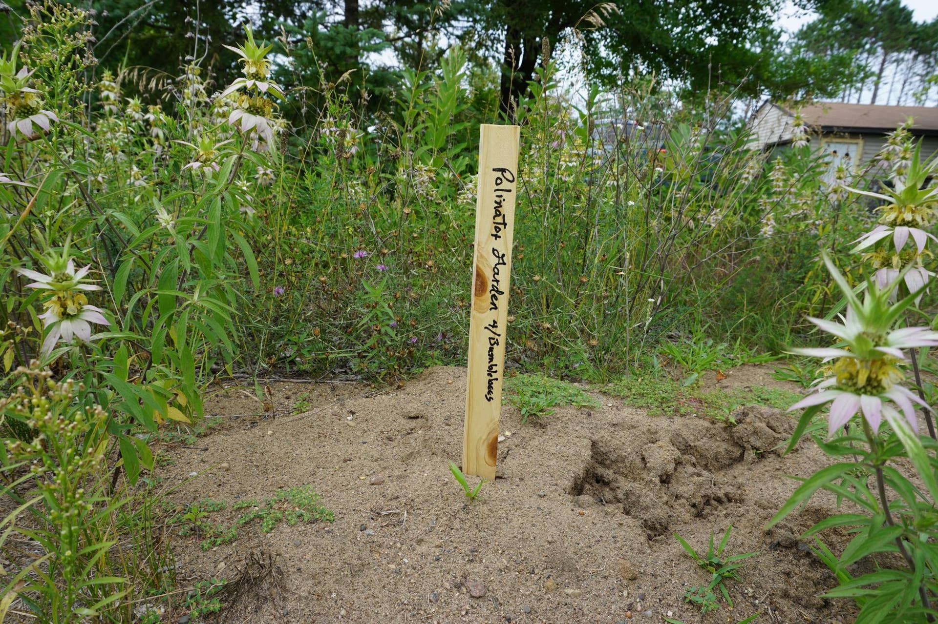 Pollinator Garden.JPG