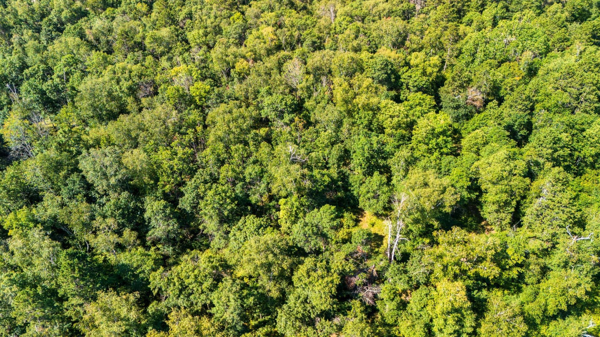 Lot 9 Park Preserve Trail NE, Bemidji, MN 56601 Heavily Wooded.jpeg