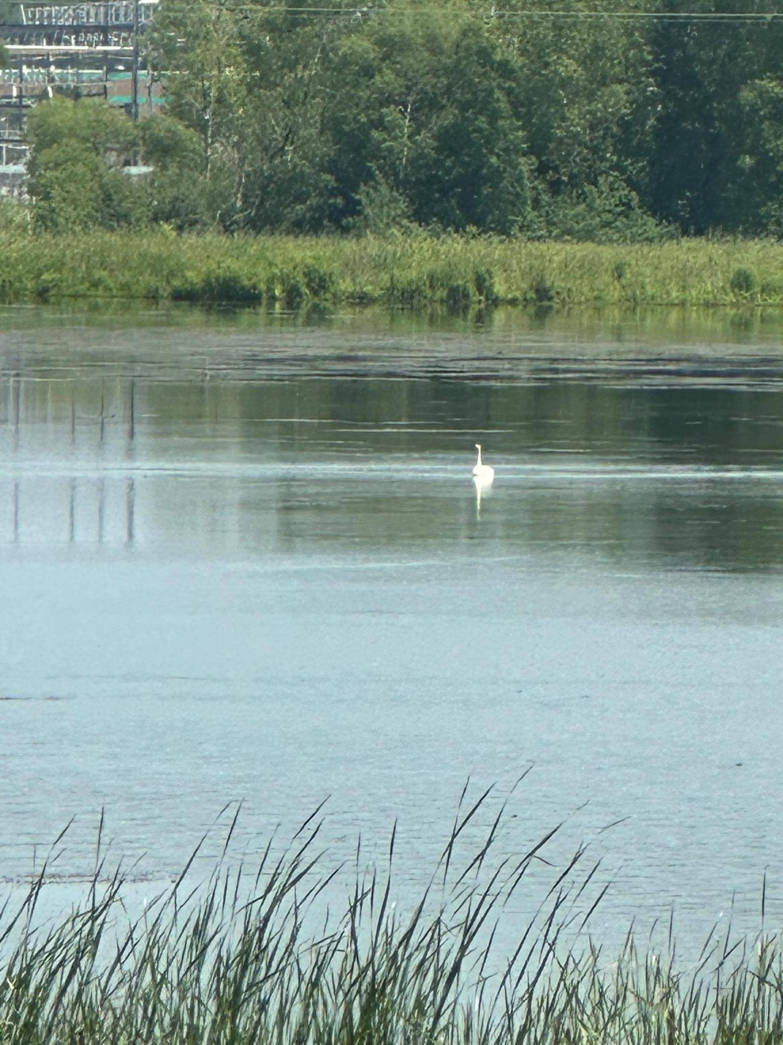 4254 Oakmede Lane, #87B, White Bear Lake, MN 55110 "Resident" Trumpeter Swans Visit Often!
