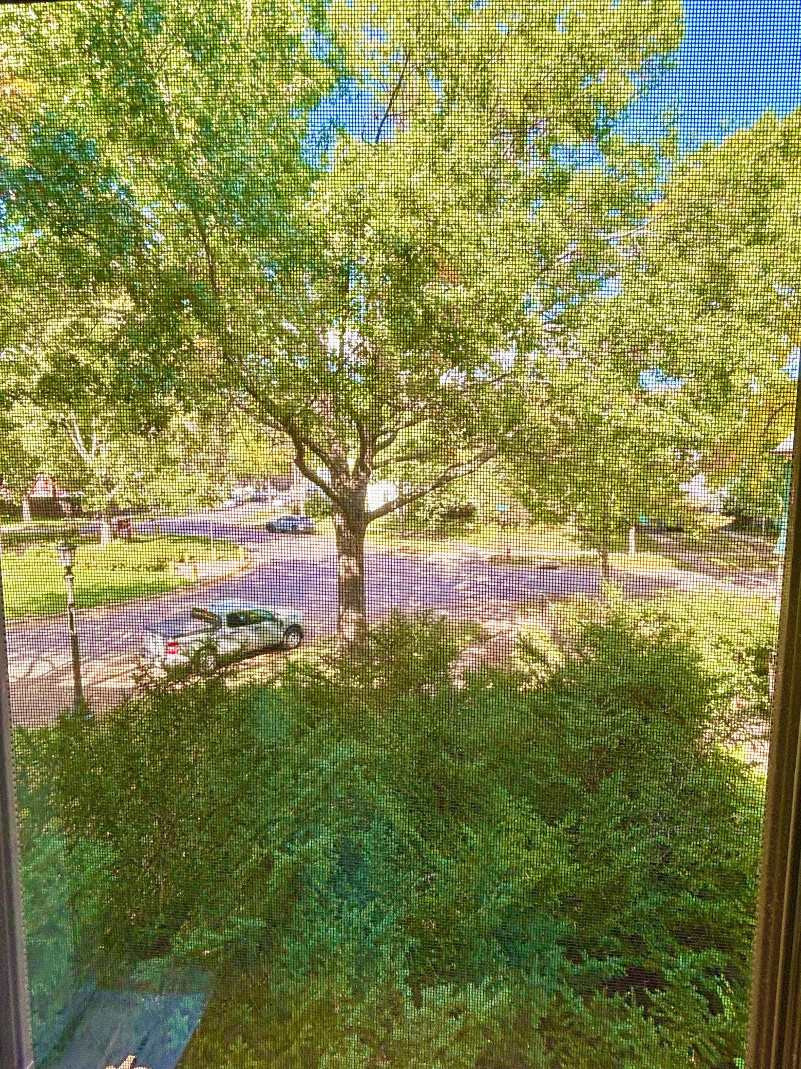 110 Saint Albans Street N, #3, 101, Saint Paul, MN 55104 View out your Dining Room area