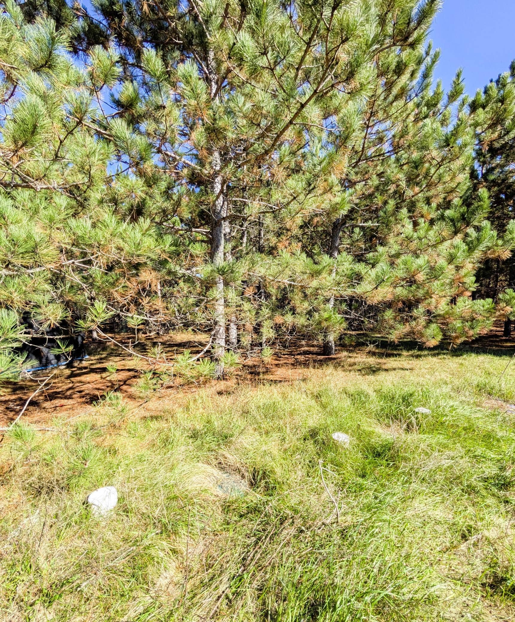 7126 Tribute Lane NW, Bemidji, MN 56601 PXL_20260930_192408466.jpg
