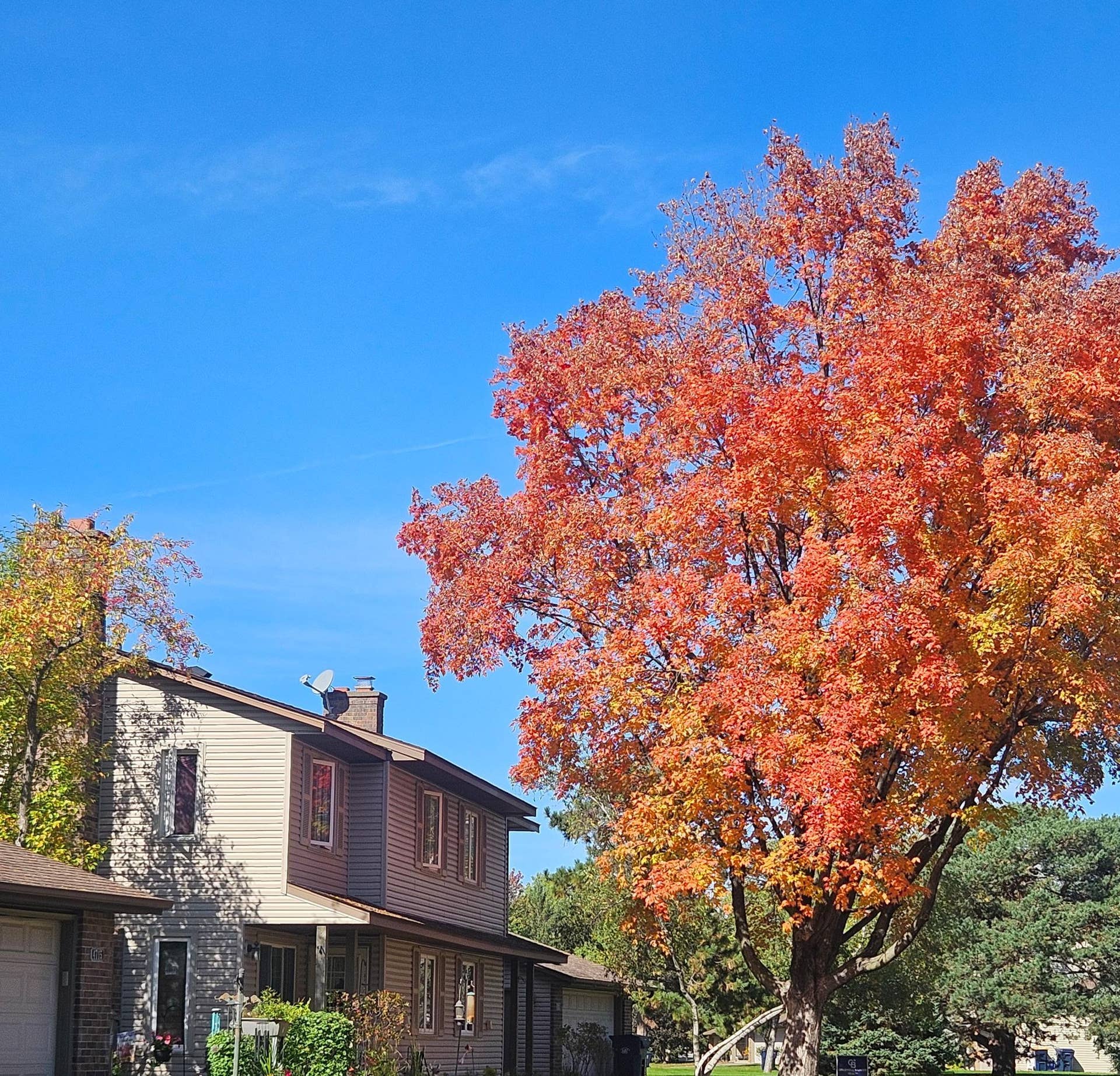 4711 Lund Point, Eagan, MN 55122 4711 Lund pt - Tree.jpg