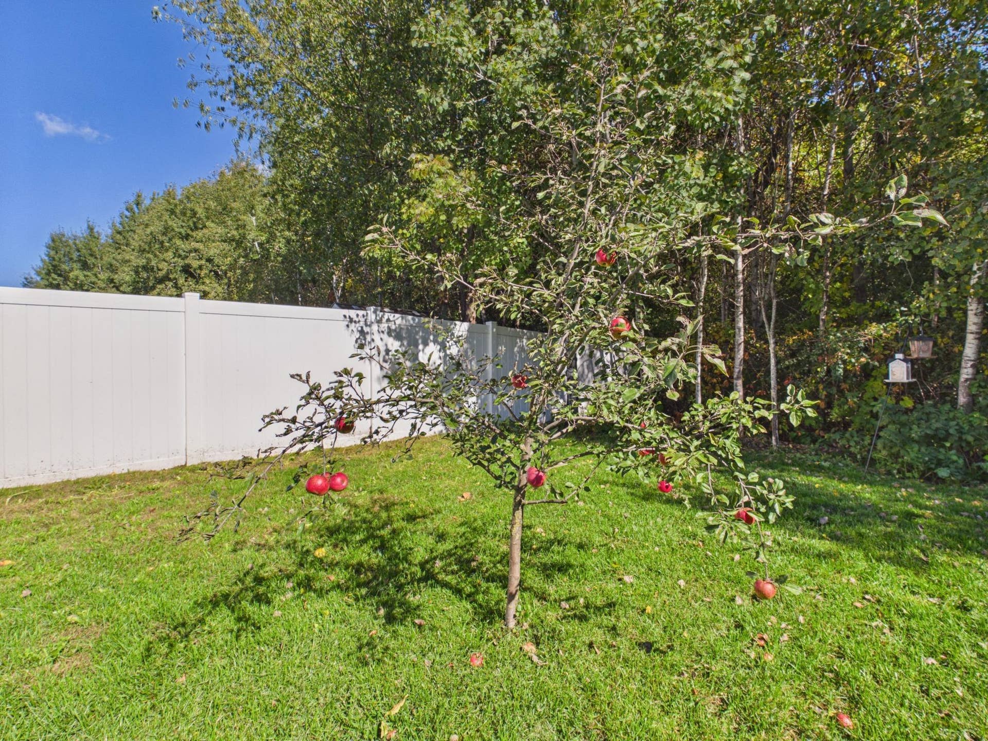 38377 Hunters Ridge Trail, North Branch, MN 55056 Apple tree already giving you apples!