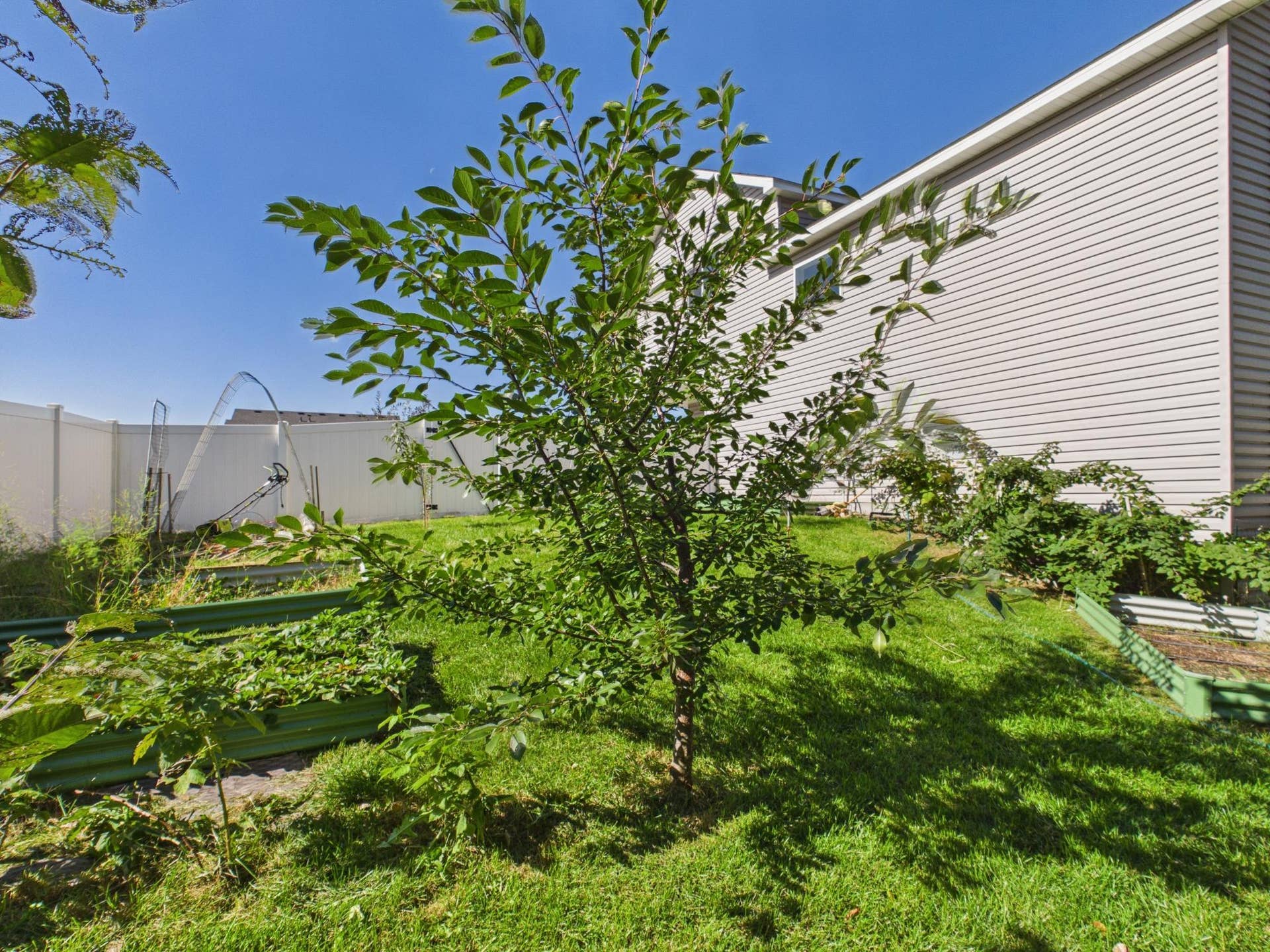 38377 Hunters Ridge Trail, North Branch, MN 55056 Cherry Tree