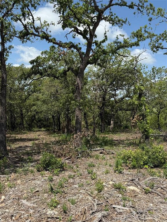 View of wooded area