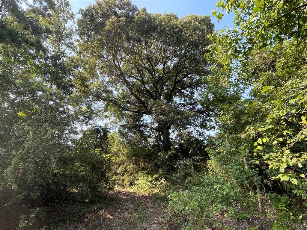0 County Road 305, Frankston, TX 75763 0 County Road 305, Frankston, TX 75763