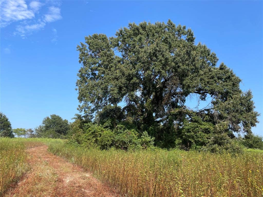 0 County Road 305, Frankston, TX 75763 0 County Road 305, Frankston, TX 75763