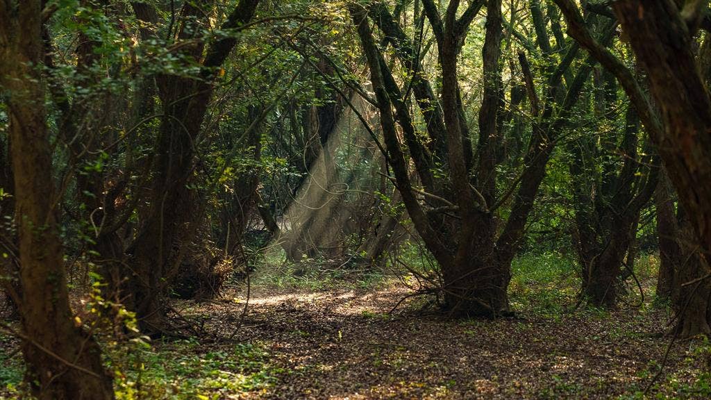 TBD C R 354, Winona, TX 75792 View of tree filled area
