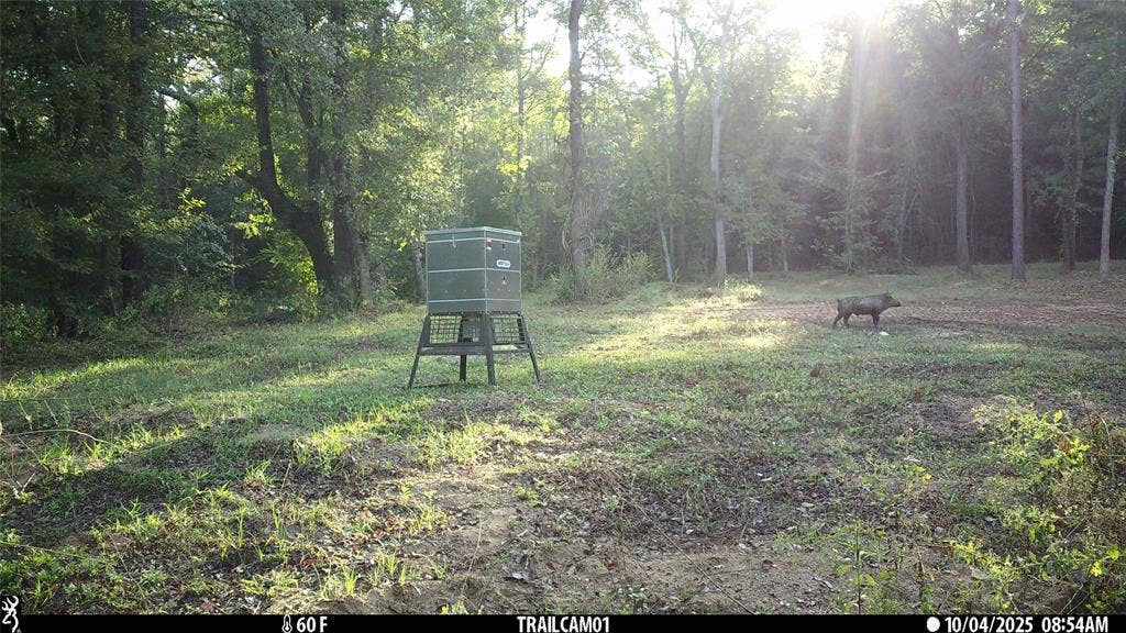 TBD C R 354, Winona, TX 75792 Wild hog on game camera East TX Hunting Land for Sale in Winona TX