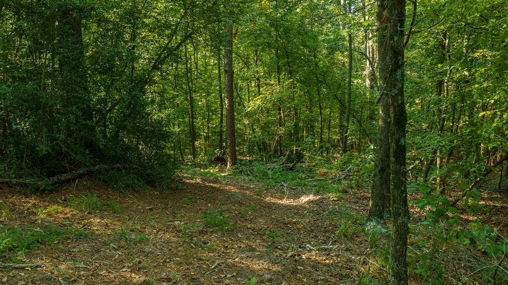 TBD C R 354, Winona, TX 75792 View of local wilderness