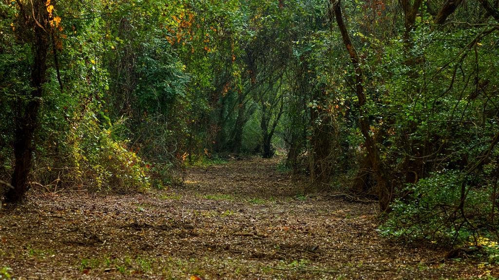TBD C R 354, Winona, TX 75792 View of woods