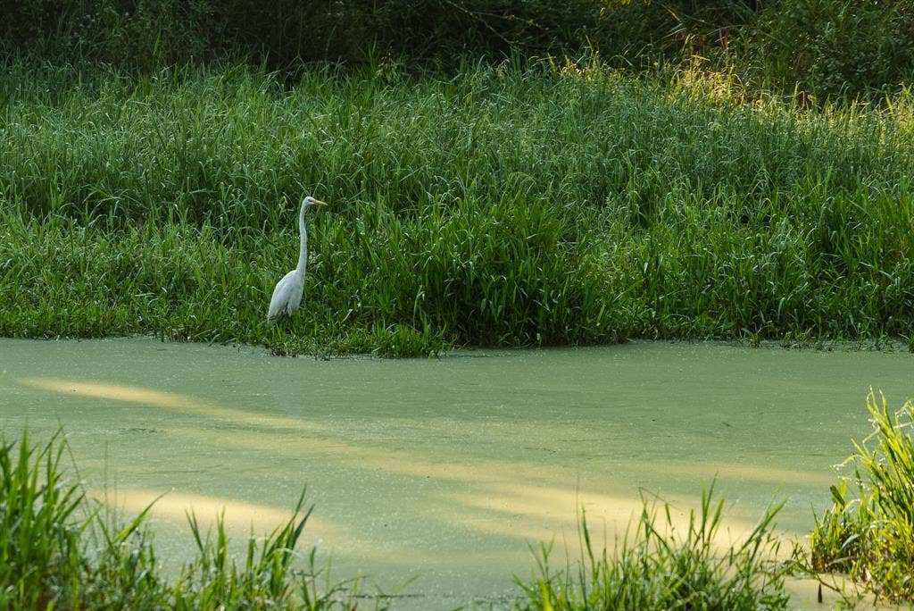 TBD C R 354, Winona, TX 75792 Water view with wildlife