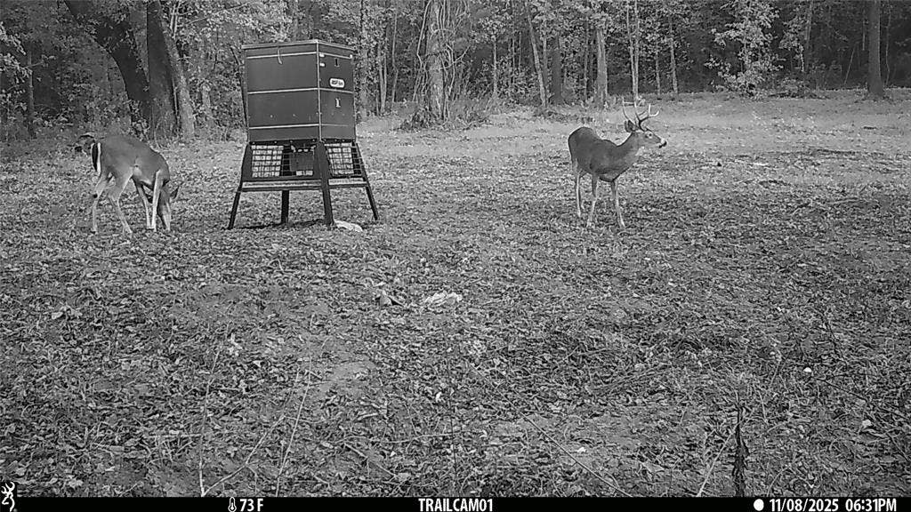 TBD C R 354, Winona, TX 75792 Whitetail Buck and doe on game camera on East TX Hunting Land for Sale