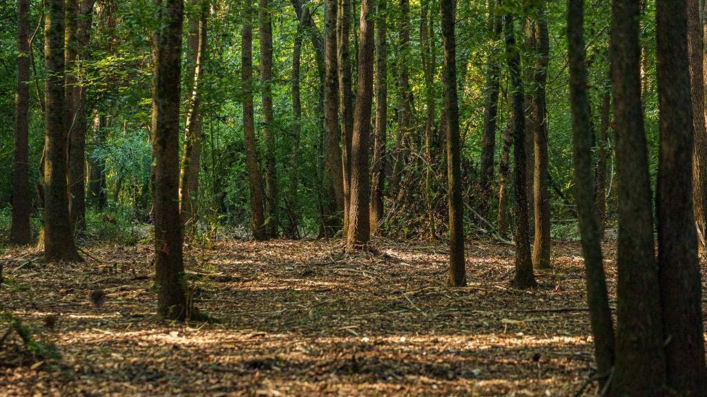 TBD C R 354, Winona, TX 75792 View of local wilderness