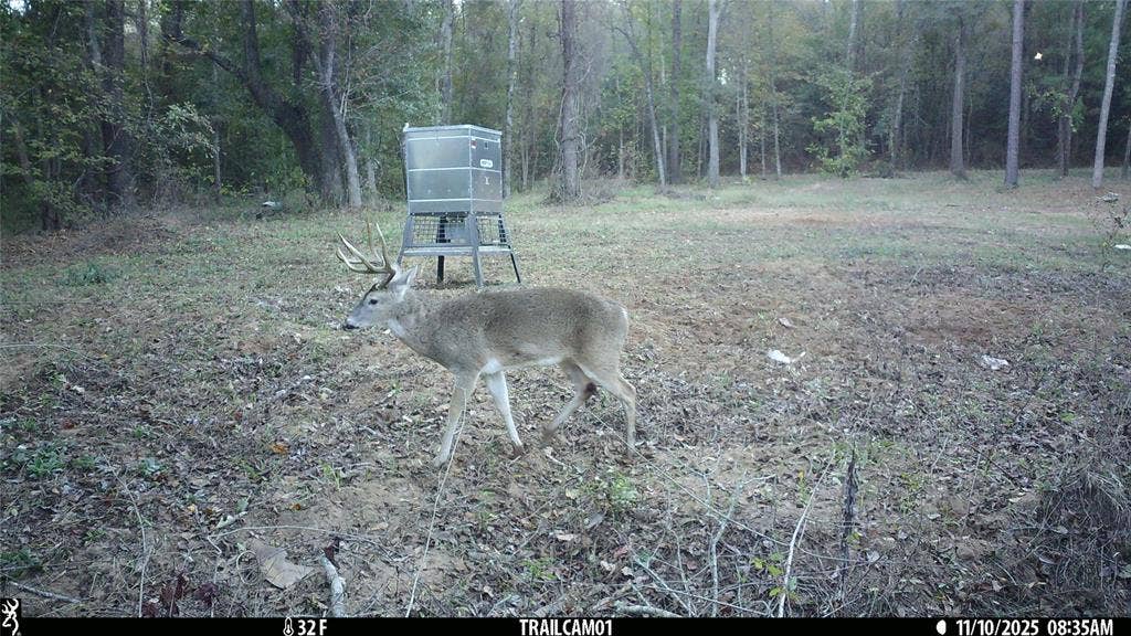 TBD C R 354, Winona, TX 75792 Whitetail Buck on Winona TX Hunting Land for Sale
