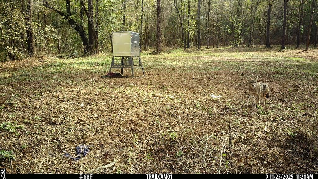 TBD C R 354, Winona, TX 75792 Wildlife on game camera East TX Hunting Land for Sale in Winona TX
