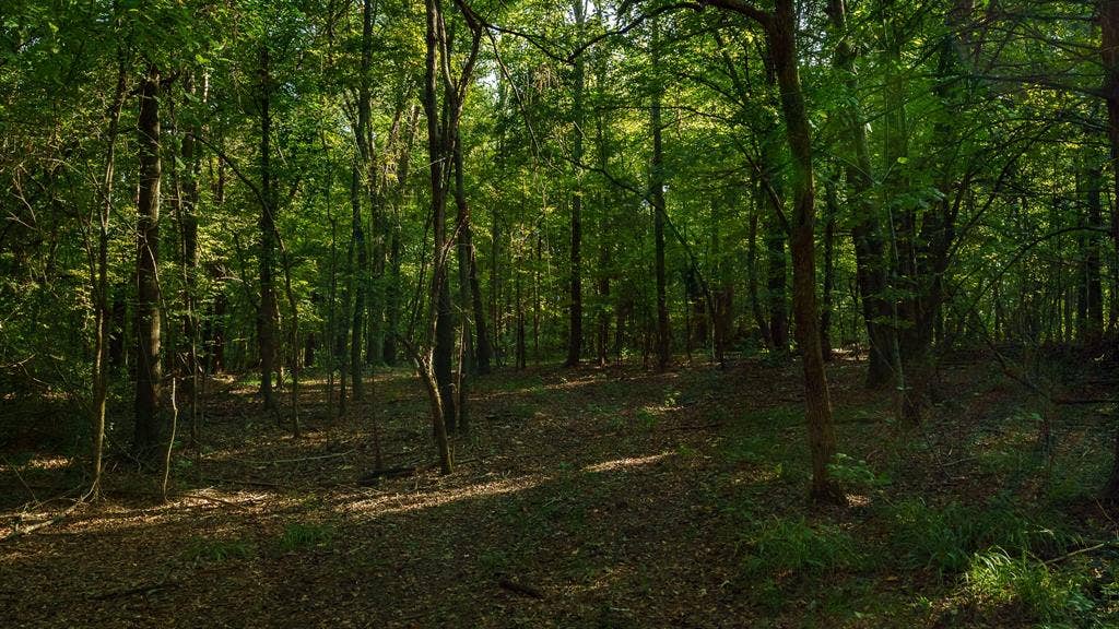 TBD C R 354, Winona, TX 75792 View of wooded area