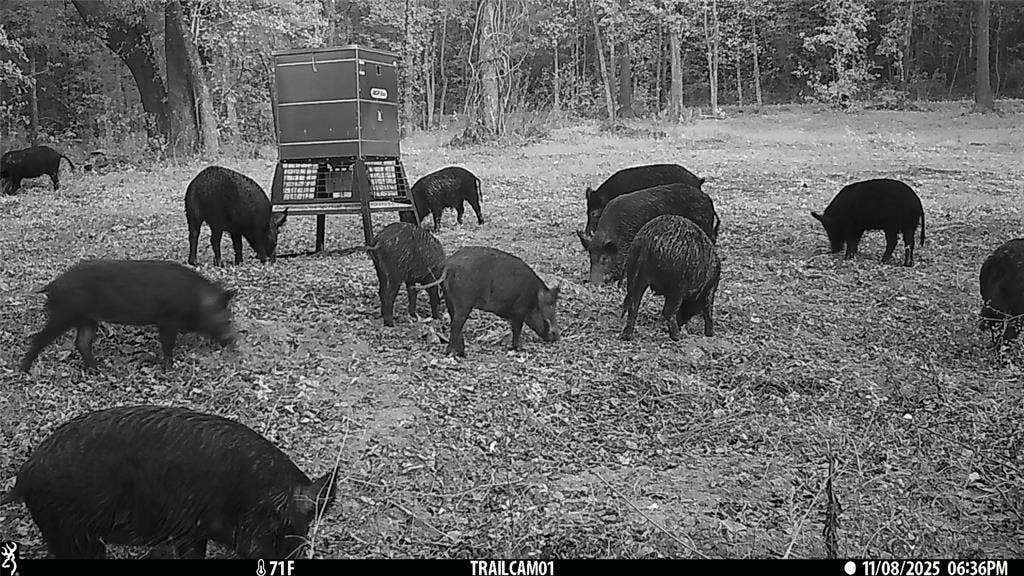 TBD C R 354, Winona, TX 75792 Wild hogs on game camera East TX Hunting Land for Sale in Winona TX