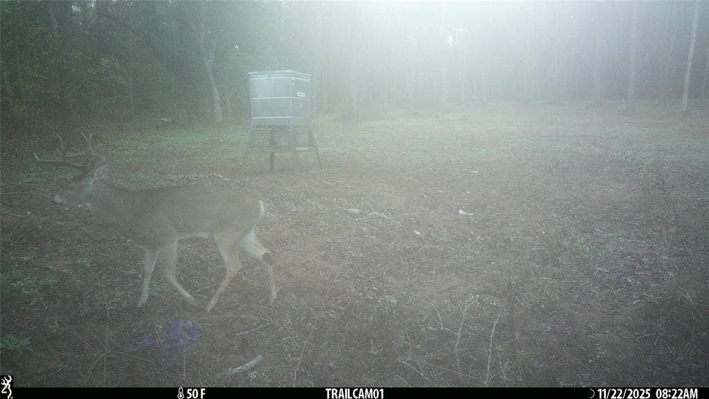 TBD C R 354, Winona, TX 75792 Whitetail Buck on game camera East TX Hunting Land for Sale in Winona TX