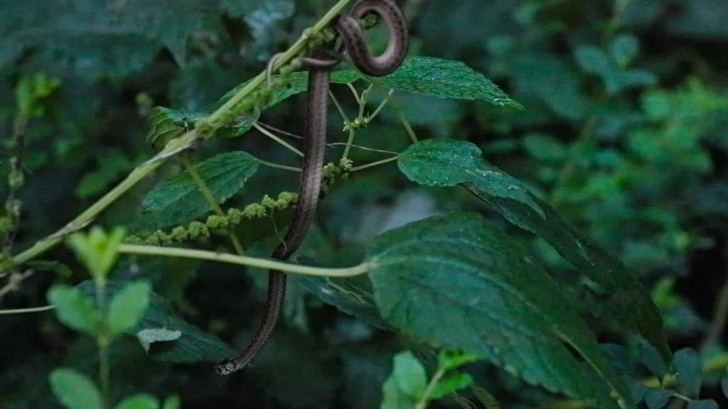TBD C R 354, Winona, TX 75792 Snake enjoys diverse Wildlife habitat