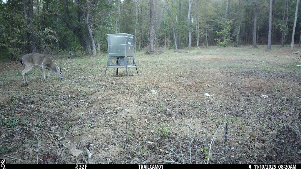 TBD C R 354, Winona, TX 75792 Whitetail Buck at feed on Winona TX Hunting Land for Sale