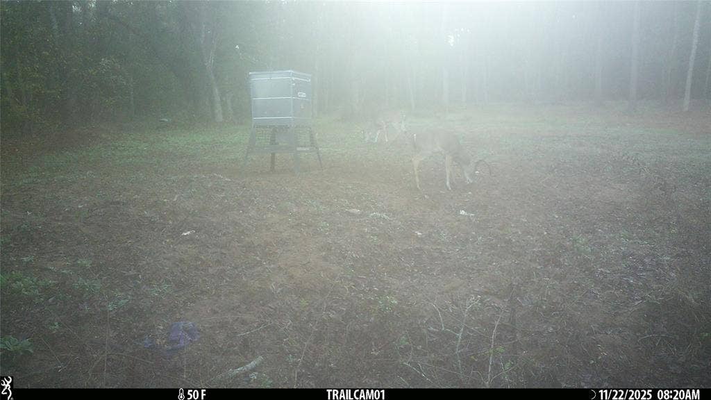 TBD C R 354, Winona, TX 75792 Whitetail Buck on game camera East TX Hunting Land for Sale in Winona TX